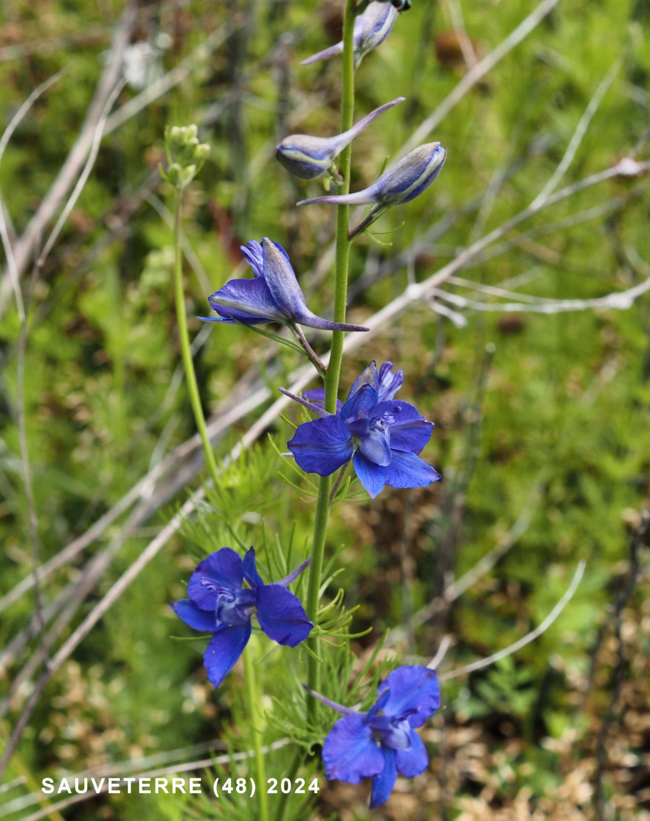 Larkspur